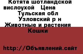 Котята шотландской вислоухой › Цена ­ 3 000 - Тульская обл., Узловский р-н Животные и растения » Кошки   